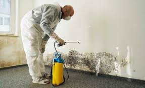 Why You Should Choose Our Mold Remediation Services in Sulphur Springs, AR